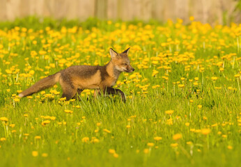 Fox Pup Running In Field Of Dandelions