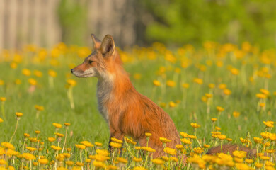 Male Fox In Dandelion Field