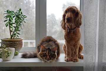 A cat and a red-colored dog are sitting on the windowsill