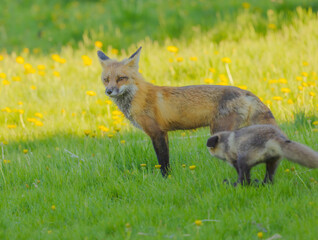 Fox In Dandelion Field