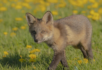 Close Up Of Fox Pup