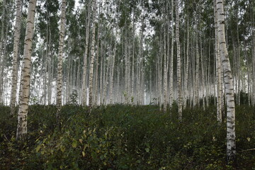 Romantic birch forest in summer