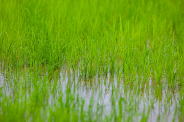 Young rice plants sprout in a lush, vibrant green paddy, reflecting beautifully on the water’s surface. The image captures the tranquility of early growth in a flooded field,