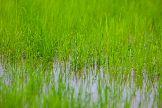 Young rice plants sprout in a lush, vibrant green paddy, reflecting beautifully on the water&rsquo;s surface. The image captures the tranquility of early growth in a flooded field,