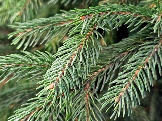 Green branches of pine or spruce, nature, beautiful christmas trees on background. Branch of spruce. Christmas tree. Fir. Spruce. New year. Wallpaper. Banner. Decoration. Holidays.