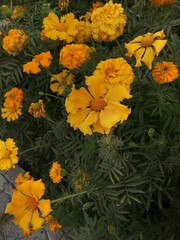 Fototapeta premium Flowers 