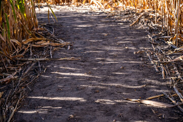 Fototapeta premium Fall festival corn maze with a dirt path leading forward. 