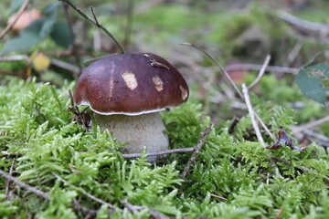 Steinpilz