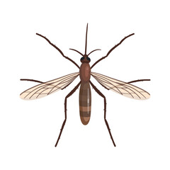 Realistic mosquito on white background. Top view. Vector.