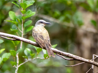 A mourning king tyrant (Tyrannus melancholicus) in the Anamá region.