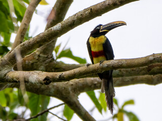 A brown-eared aracari (Pteroglossus castanotis) in the Anamá region.