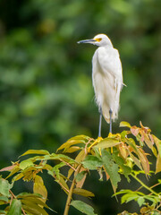 A great egret (Egretta thula) in the Anamá region.