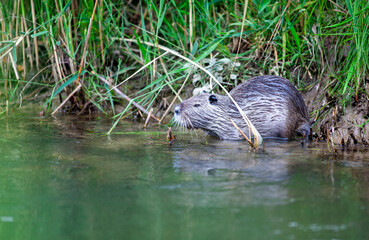 A nutria sits at the water's edge near a grassy riverbank, partially submerged as it prepares to enter the water. The image highlights the animal’s natural habitat, surrounded by vegetation