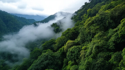 A scenic view of the Monteverde Cloud Forest, with misty trees and diverse wildlife.