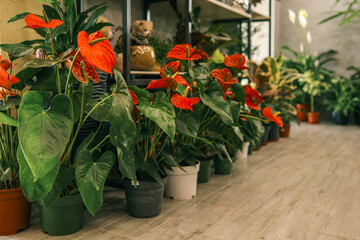 Vibrant red anthurium plants displayed in pots in a modern indoor plant shop, adding a pop of color to a lush green setting. Ideal for floral, botanical, and home decor concepts