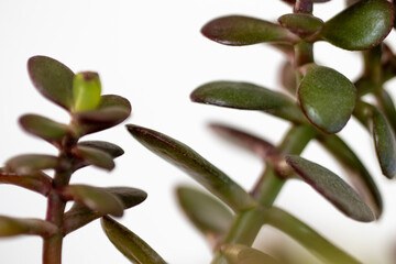 succulent plant leaves, geometric repeat leaves. macro.