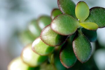 succulent plant leaves, geometric repeat leaves. macro.