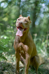 Beautiful purebred American Pit Bull Terrier outdoors.