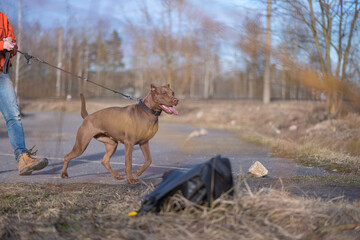 Beautiful purebred American Pit Bull Terrier outdoors.