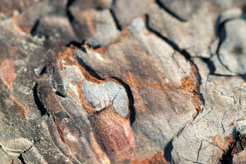 tree bark texture, macro, background.