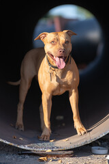 Beautiful purebred American Pit Bull Terrier outdoors.