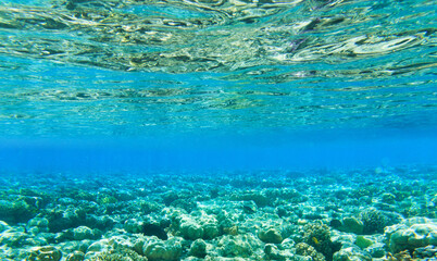Tranquil underwater scene with copy space