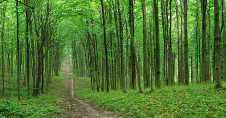 Fototapeta premium forest trees. path is in the green forest