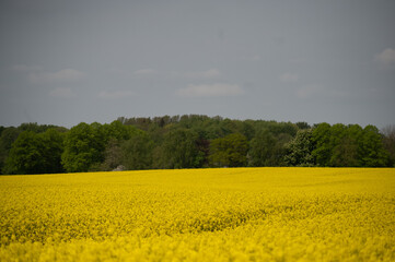Obraz premium Blühendes RFapsfeld mit Wald