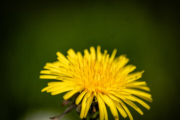 Blühender Löwenzahn