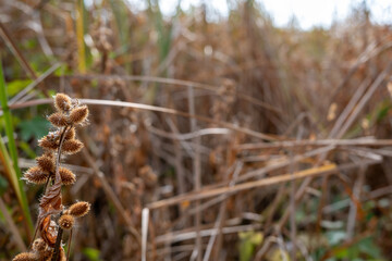 Selective focus on the cocklebur seed pod of a Xanthium plant in the fall.