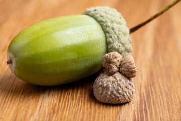 Green Acorn and Dried Acorns on Wooden Surface
