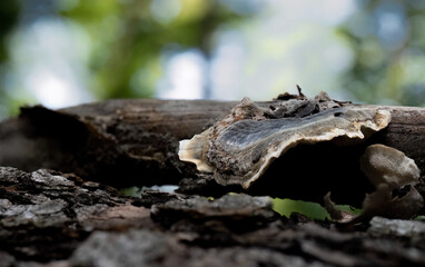 Mushroom Growing on Fallen Log in Forest
