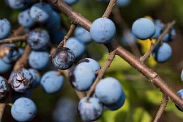 Branches of Blue Sloe Berries in Sunlight
