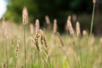 Field of Grass Stalks in Soft Sunlight
