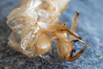 The hollow shell of an insect that changes the skin.