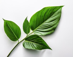 Obraz premium Exotic green leaves branches on white background