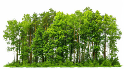 green trees isolated on white background