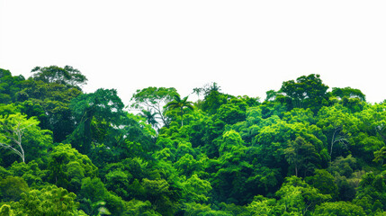 Obraz premium green trees isolated on white background