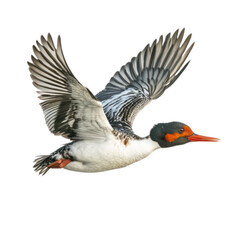 Obraz premium Duck in Flight Over a Body of Water