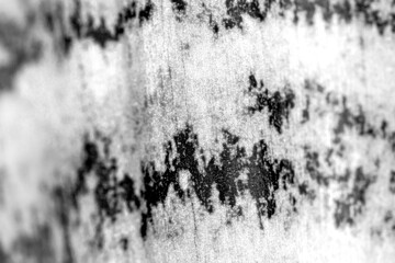 Sanseveria close -up. macro. background.