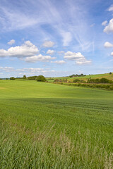Nature, grass field and clouds with blue sky in countryside for natural scenery, trees or outdoor greenery. Empty, lawn and bushes with clean environment, green leaves or growth for spring season