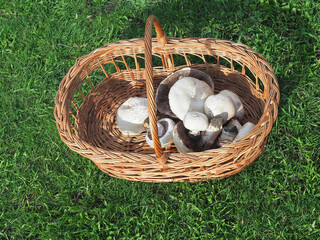 Fresh harvested field mushroom in a basket on the meadow. Agaricus campestris