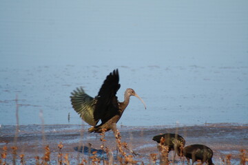 flying ibis