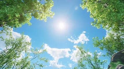 Obraz premium Sunlight Through the Trees