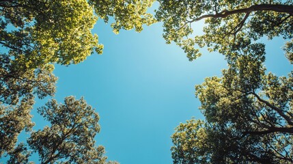 Obraz premium Looking Up at the Sky Through a Canopy of Trees