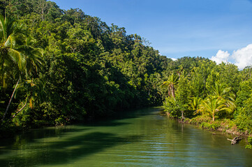 river in the forest