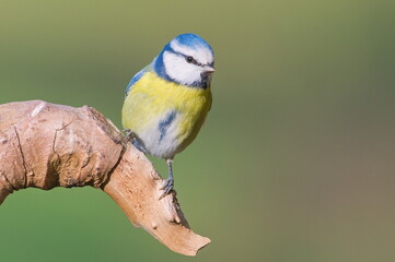 Common passerine bird Cyanistes caeruleus aka blue tit on dry tree. Isolated on clear blurred background. Close-up portrait.