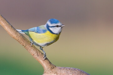 Common passerine bird Cyanistes caeruleus aka blue tit on dry tree. Isolated on clear blurred background. Close-up portrait.