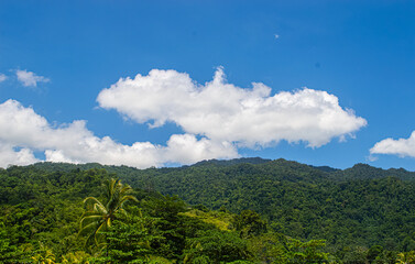 Fototapeta premium landscape with forest and clouds