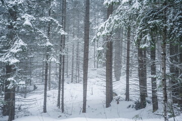 snow covered trees in winter